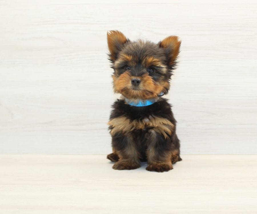 Tiny Yorkie Puppy For Sale image 3