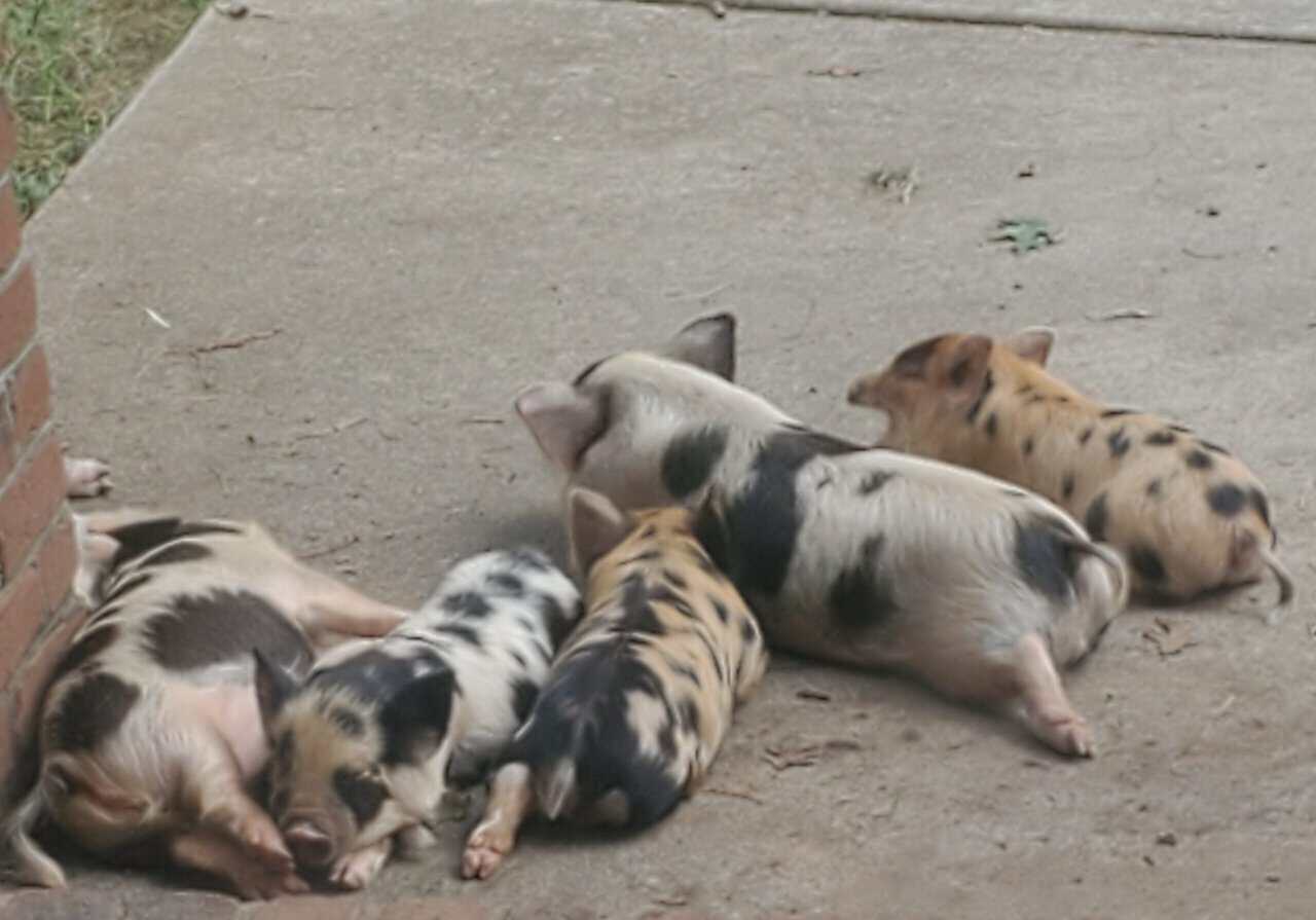 KuneKune Purebred Piglets 9 wks old image 1