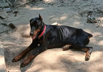 Male Doberman Pinscher