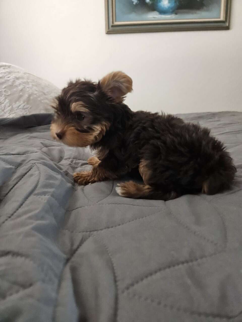 Chocolate Yorkshire Terrier Male image 2