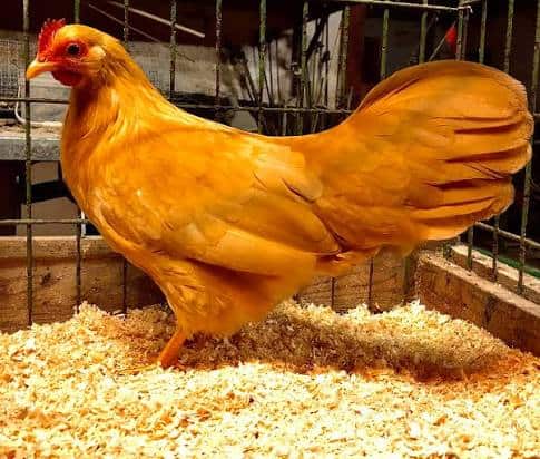 Leg horn chickens image 1