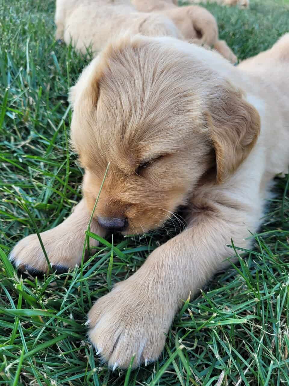 Golden Retriever puppies image 6