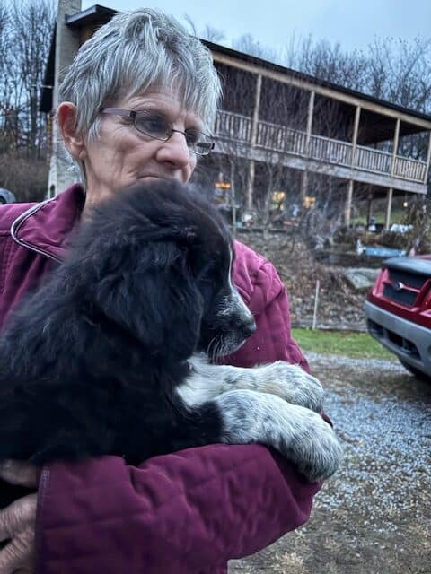 Livestock Guardian pups (LGD) image 11