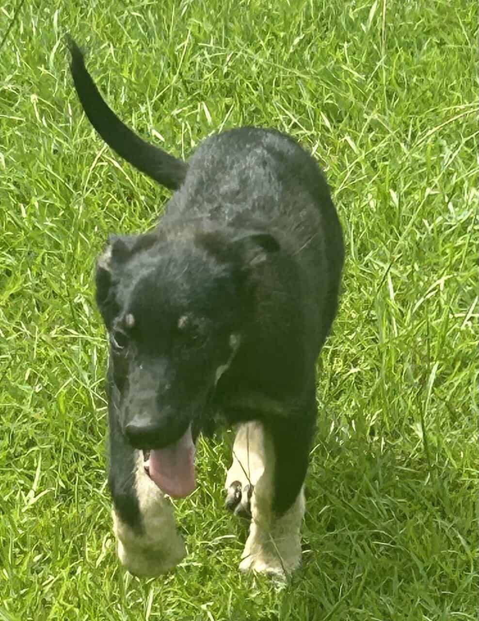 German Shepherd Puppies ready for forever home image 2