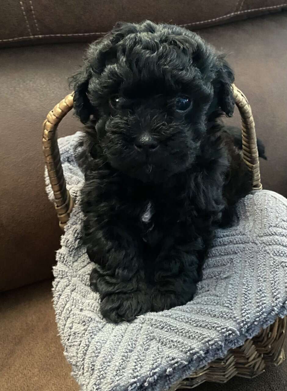 SHIHPOO PUPPIES image 5