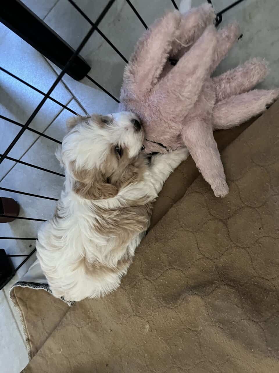 Shih Tzu toy poodle for sale image 1