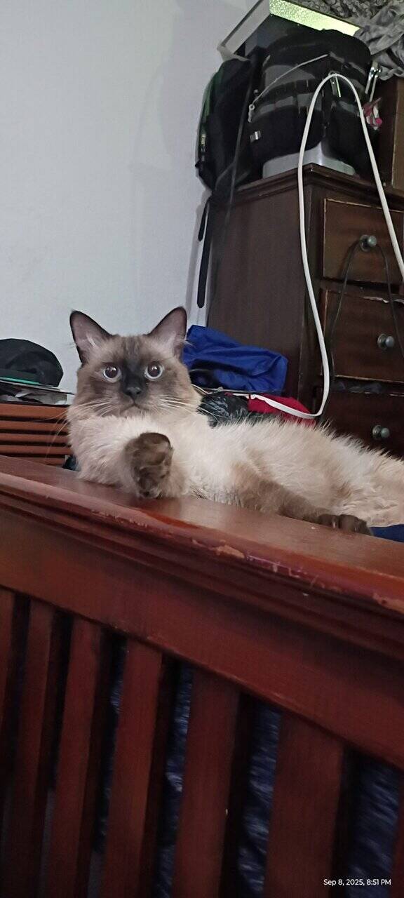 Year old Siamese male needs home ASAP image 1