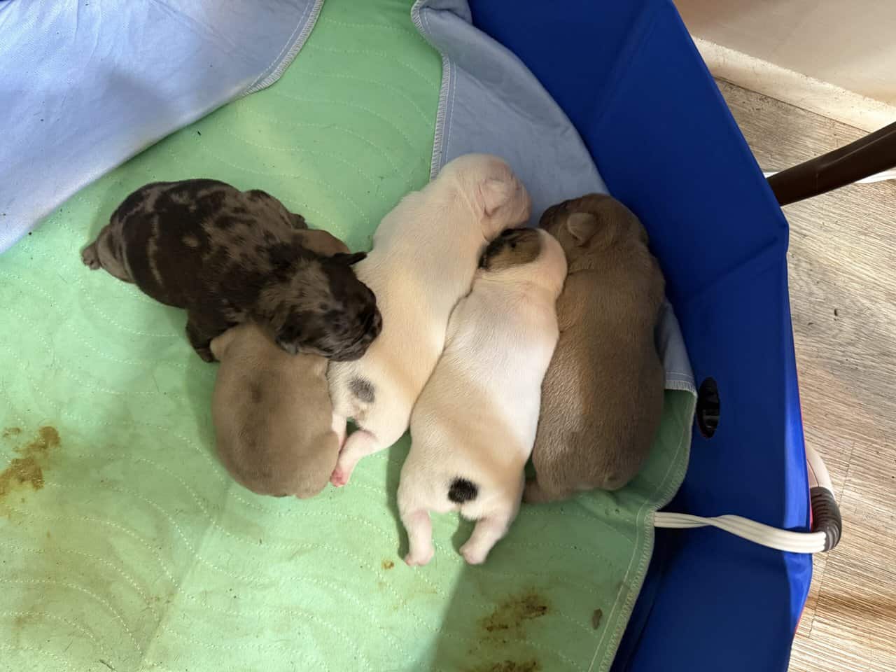 French bulldog babies image 13