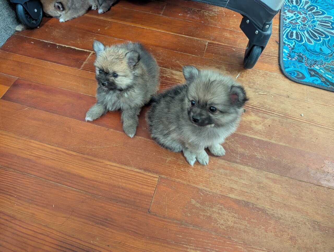 WA state pommeranian puppies image 3
