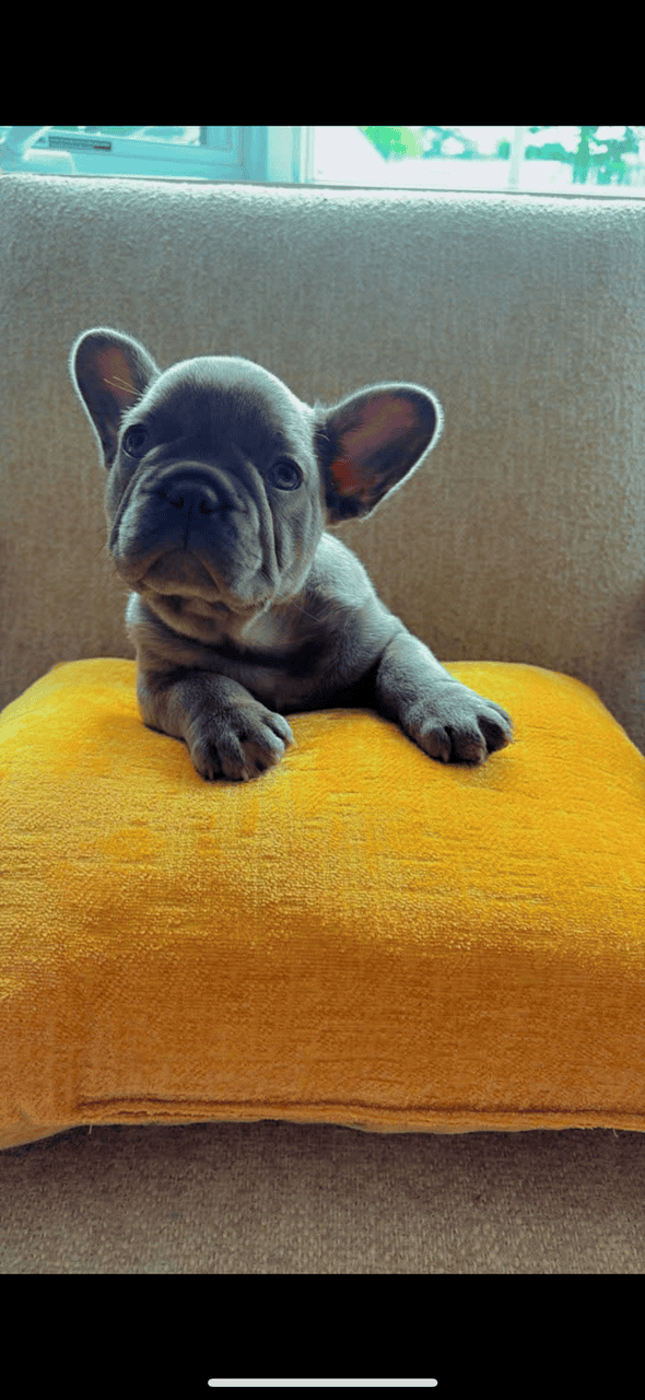 Frenchie for sale image 9