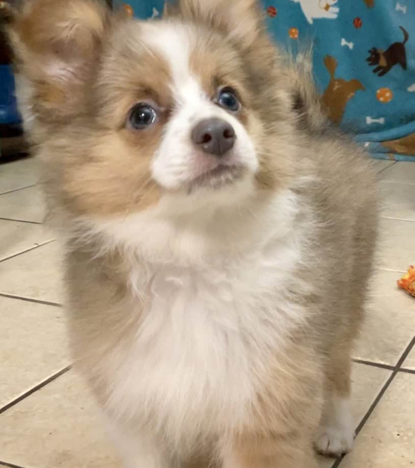 AussiePom Puppies image 6