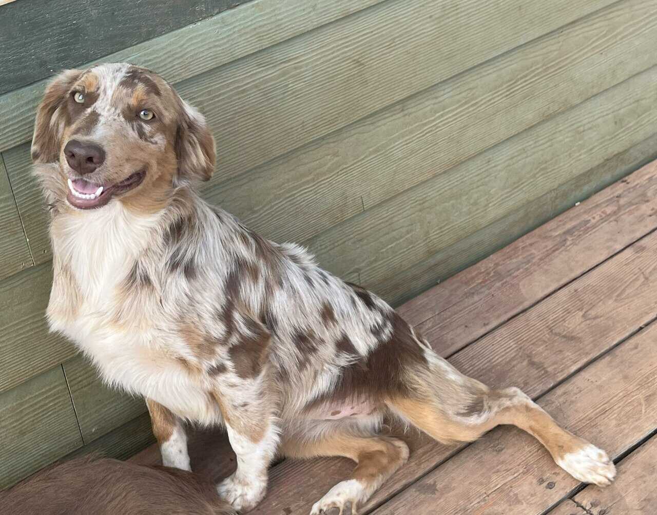 Purebred Aussie puppies image 2
