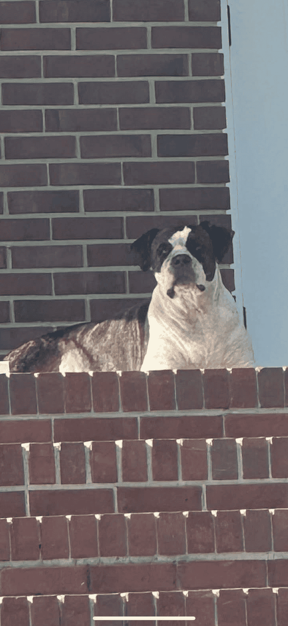 Free Dog image 3