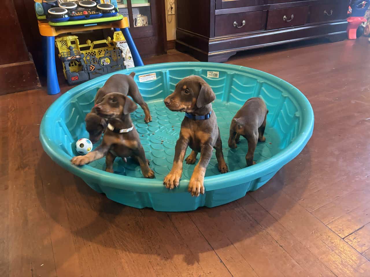 Purebred Doberman Puppies image 4