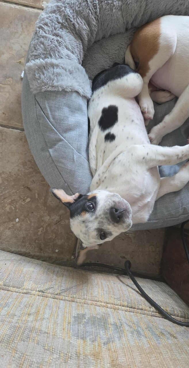 Pitt bull/Blue heeler mix puppies for sale image 7