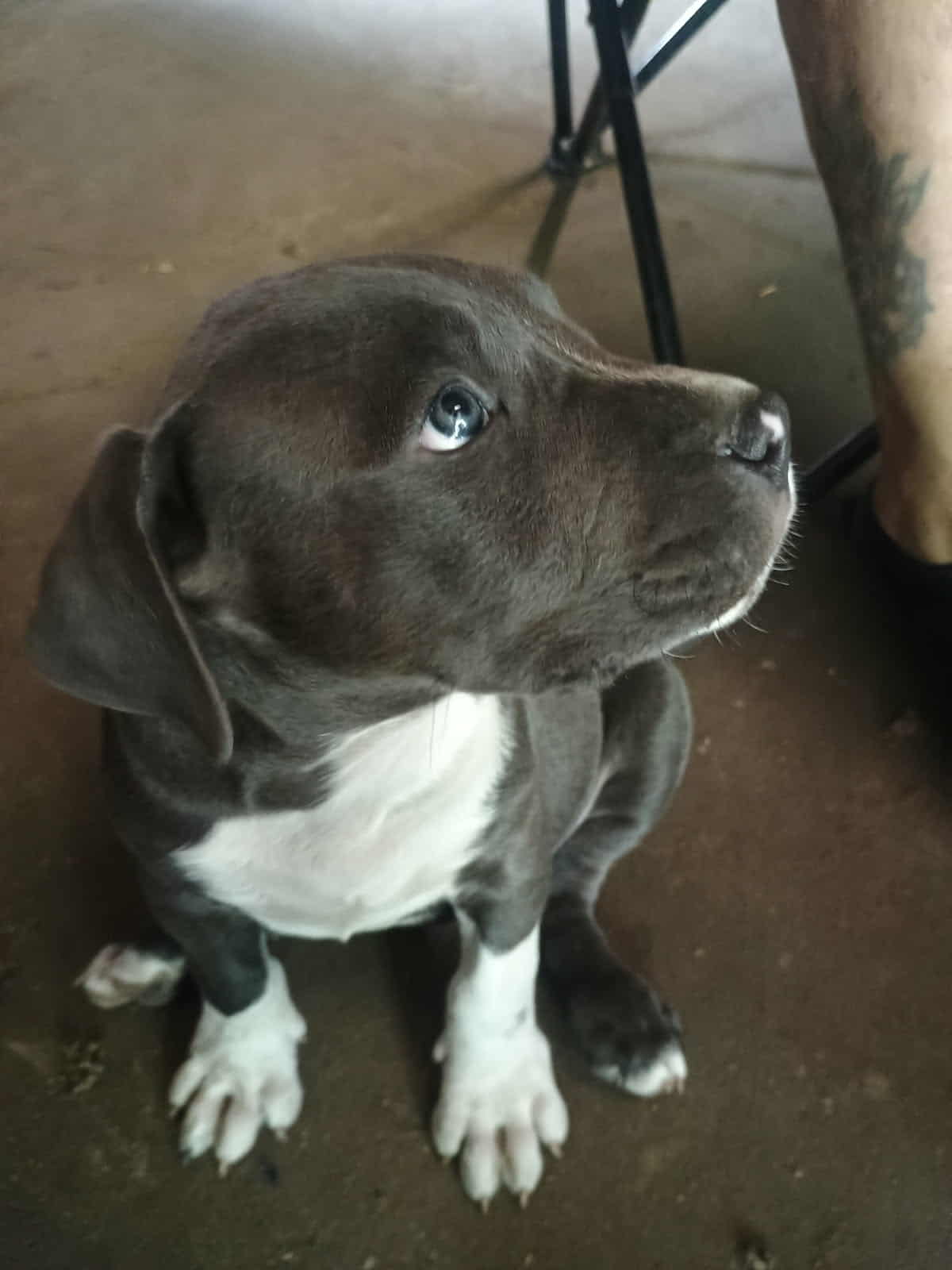 Pitbull puppies for sale image 3