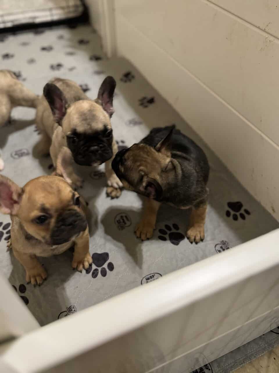 French Bulldog puppies image 13