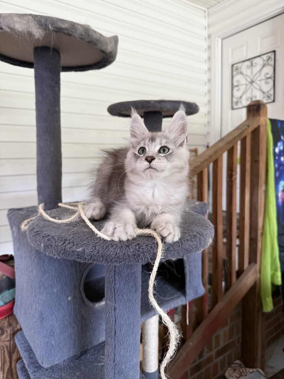 Maine Coon Kitten image 2
