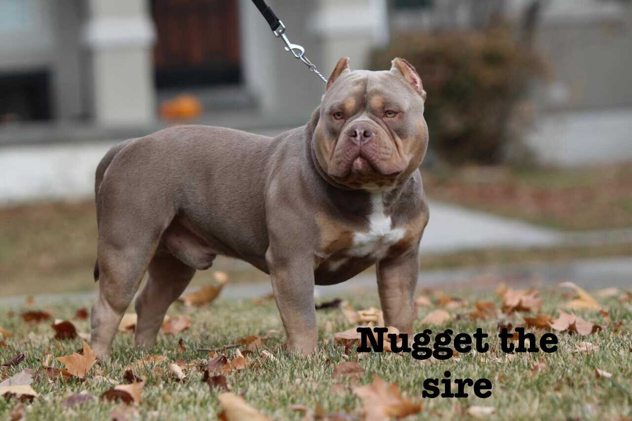 Pocket America bully puppy image 7