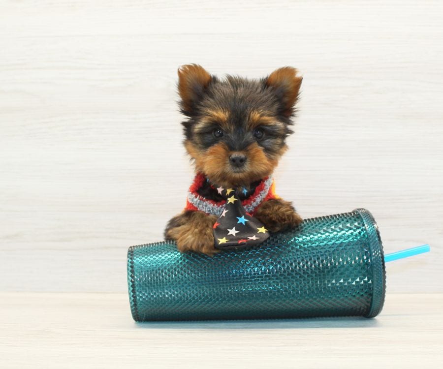 Tiny Yorkie Puppy For Sale image 1