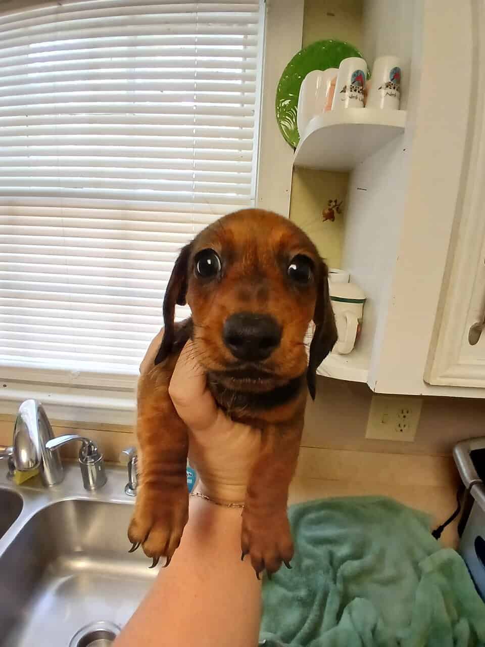 Dachschund puppies mini image 5