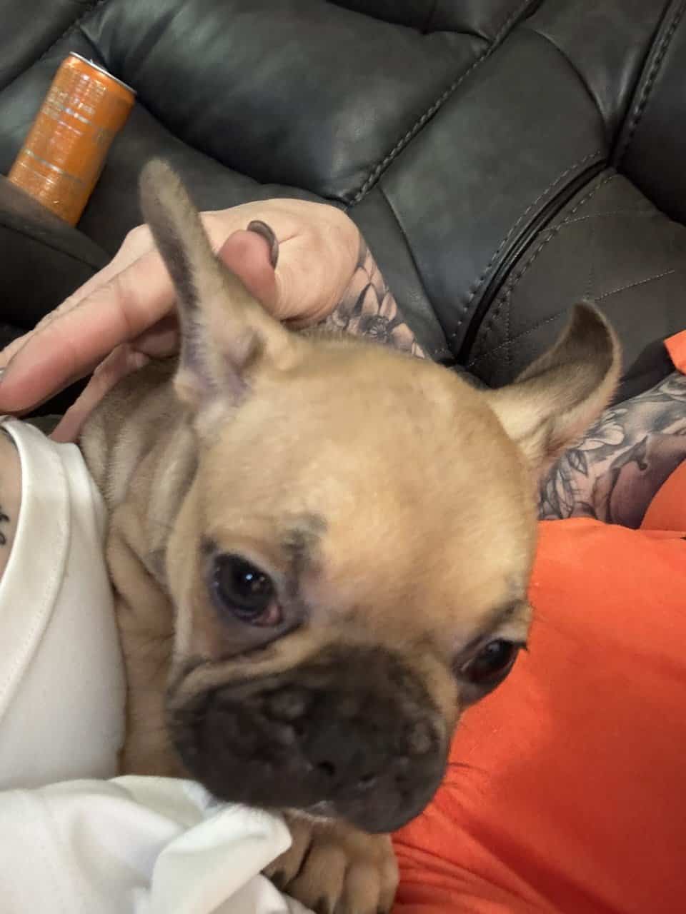 French Bulldog puppies image 15
