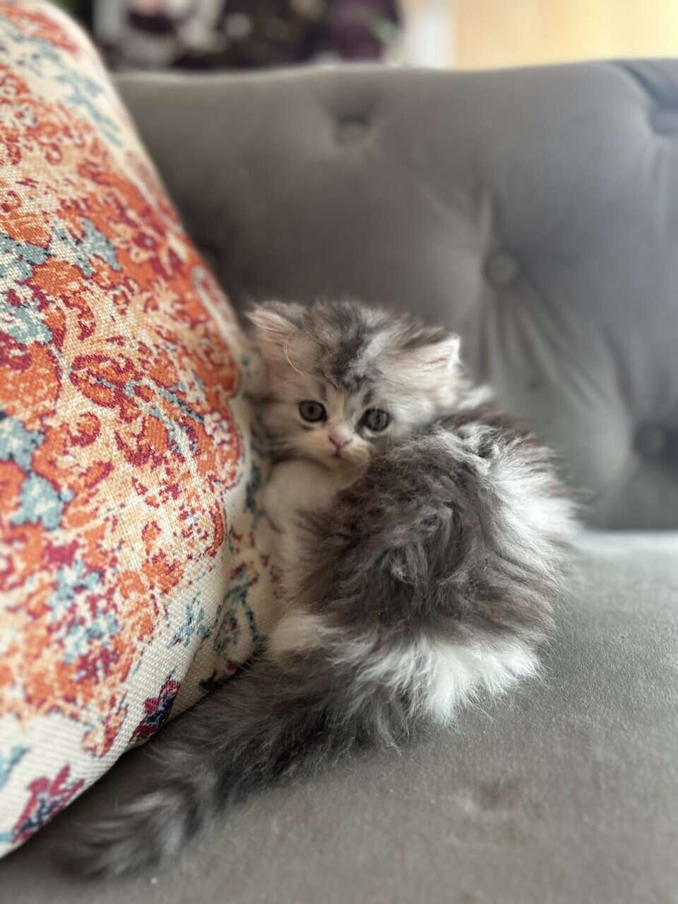 Perrrsians kittens image 9