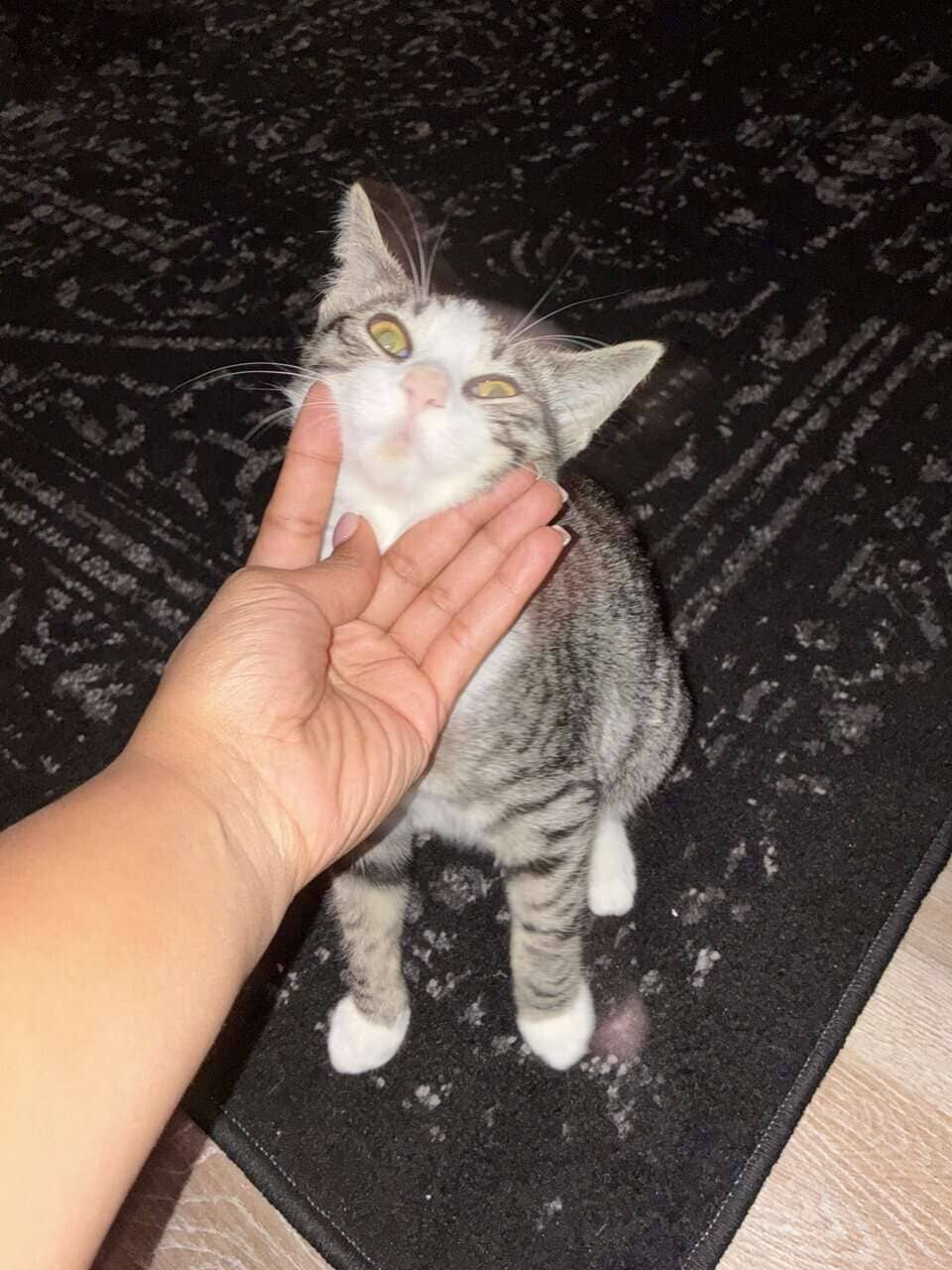 5 month old handsome kitten! image 3
