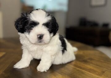 Maltese ShihTzu puppy Mal-shi