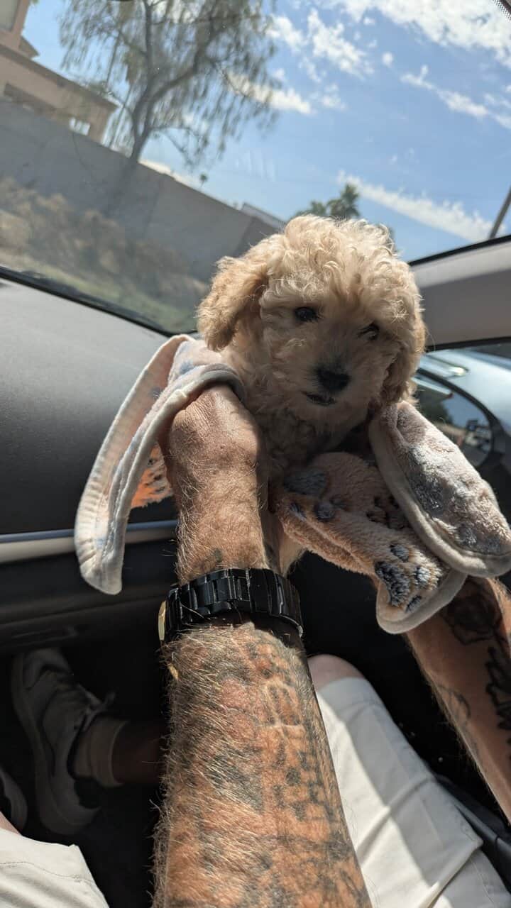 Precious boy Toy Poodle Puppy image 2