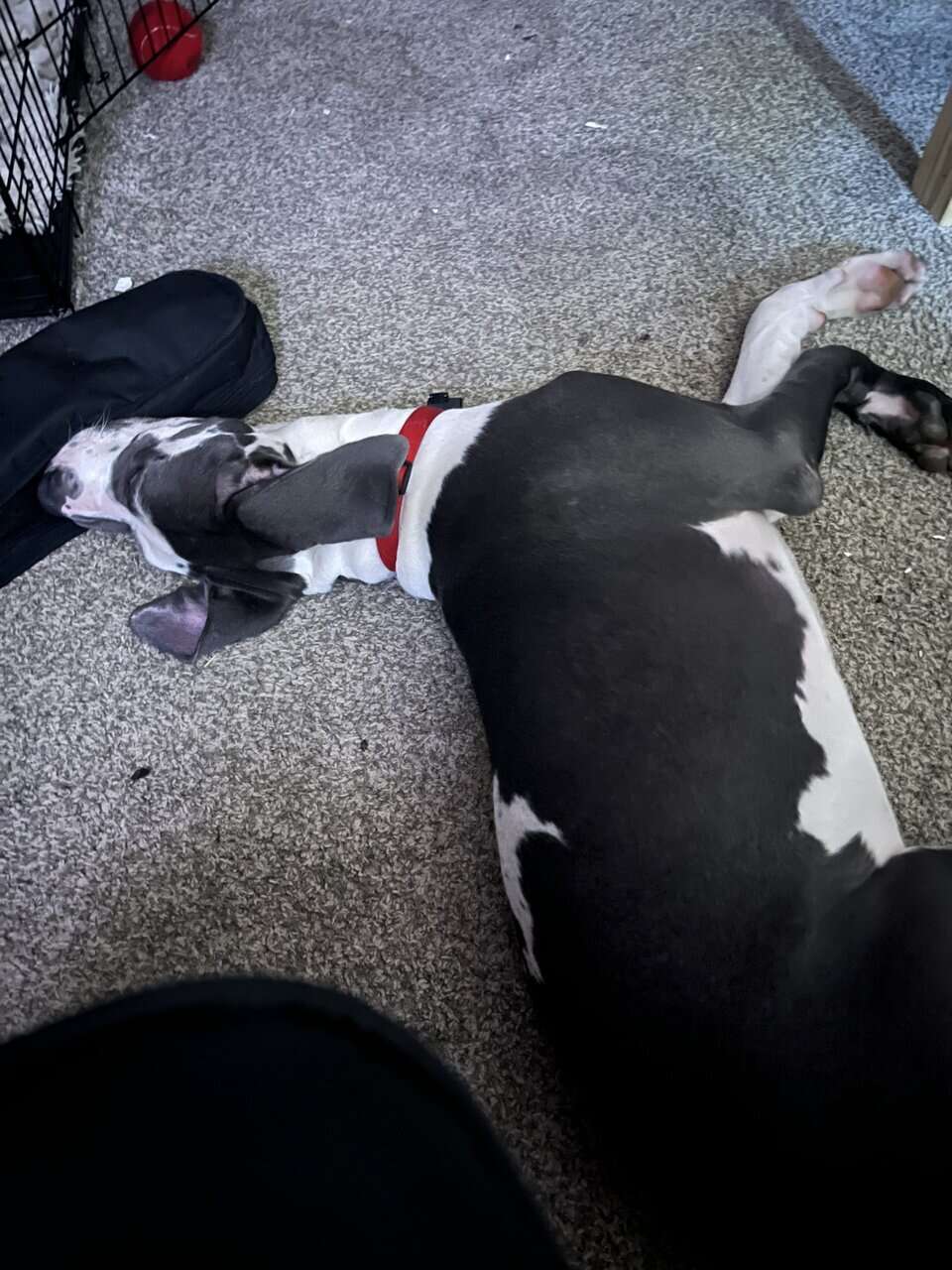 Atticus (rehoming) image 5