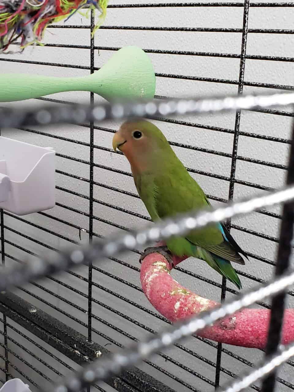 Juvenile Peach Face Lovebird - Bird 1 image 1