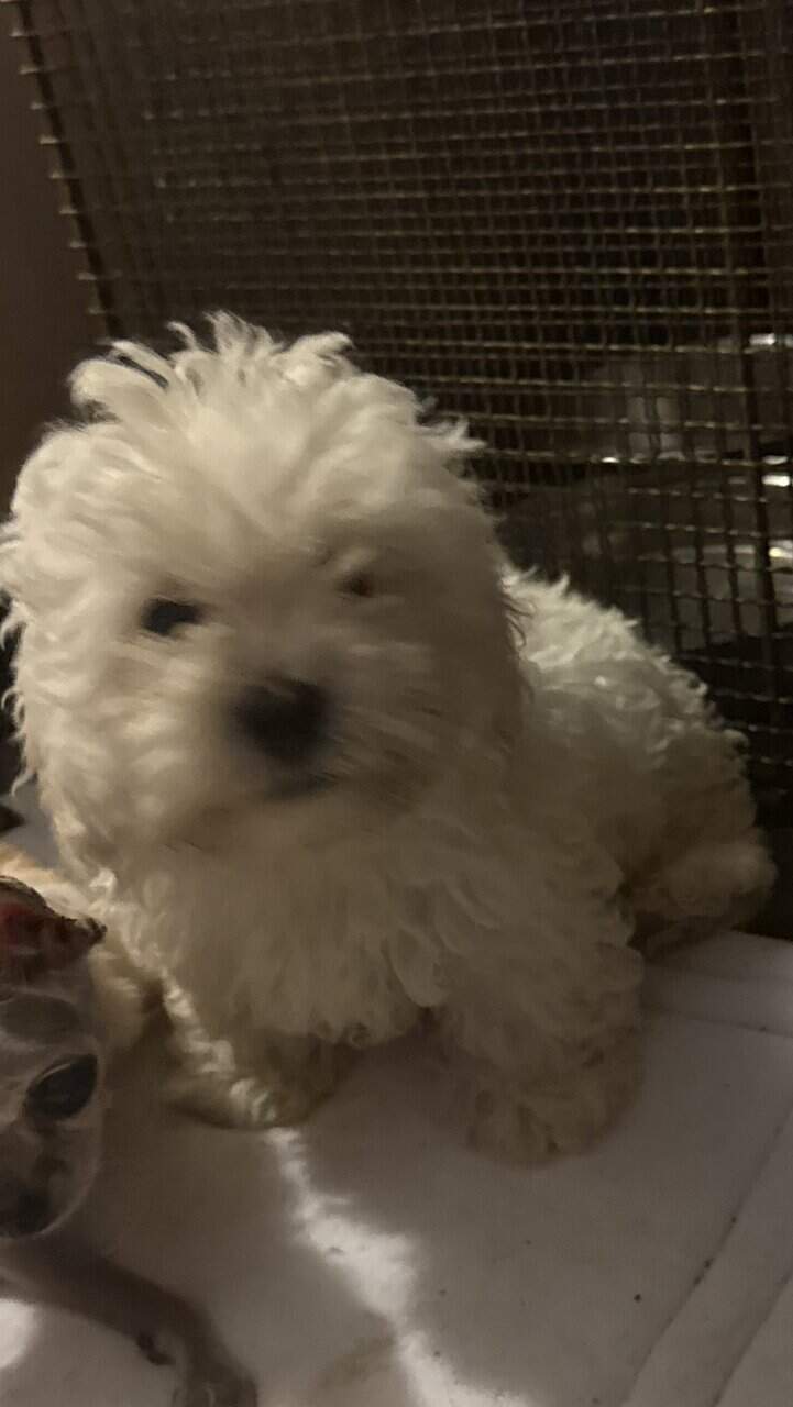 ShihTzu/Miniture Poodle image 1