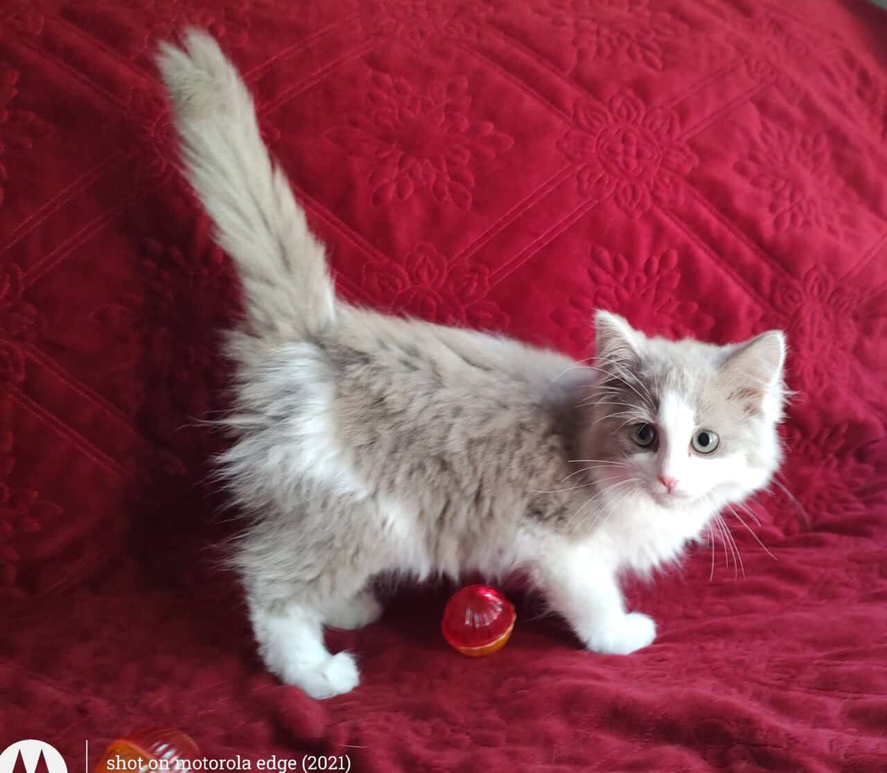 PURRFECT COMPANIONS: Magnolia's litter image 2
