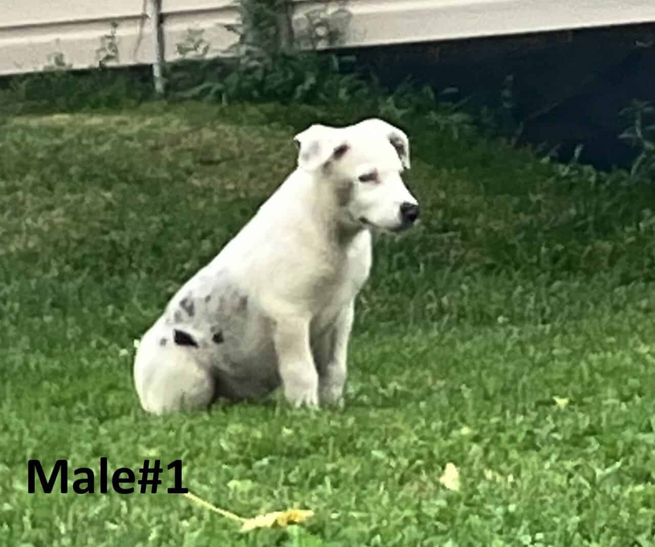 Australian Shepherd/Catahoula image 4