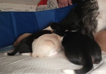 Small breed puppies for sale