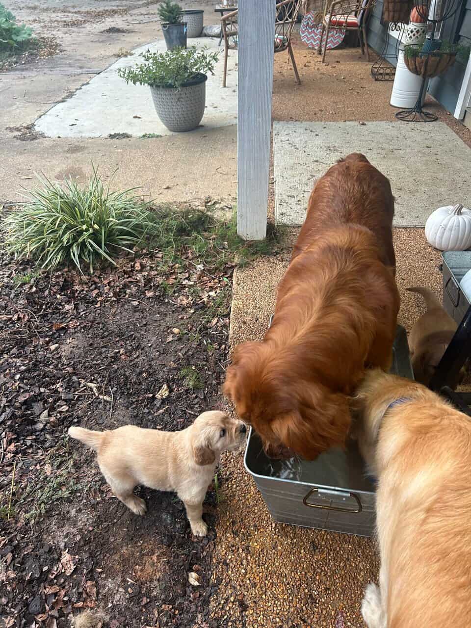 Cedar Creek Golden Retrievers image 11
