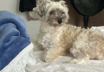 Havanese dog for sale!