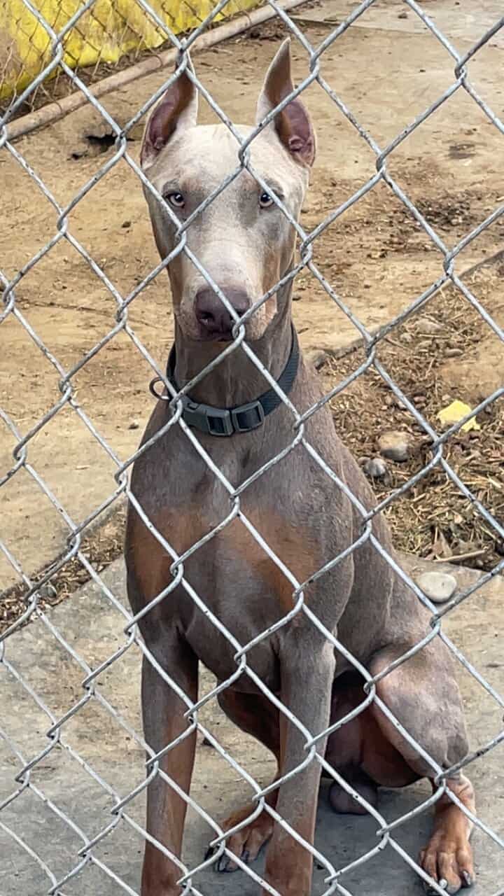 Purebred Doberman Puppies image 6