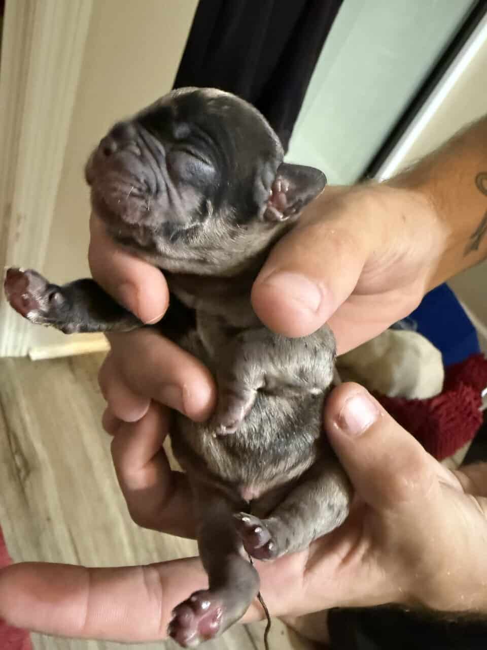 French bulldog babies image 19