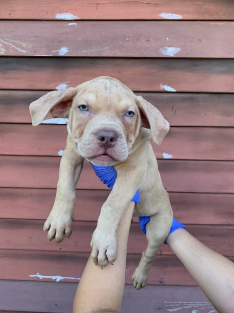 XL Bully image 1