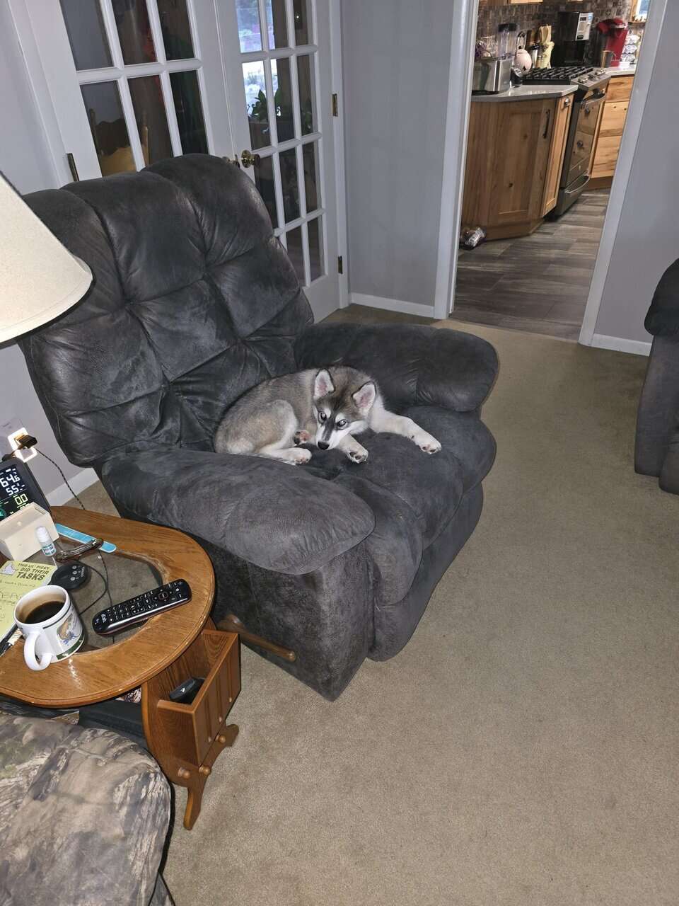 Husky puppy for sale image 1
