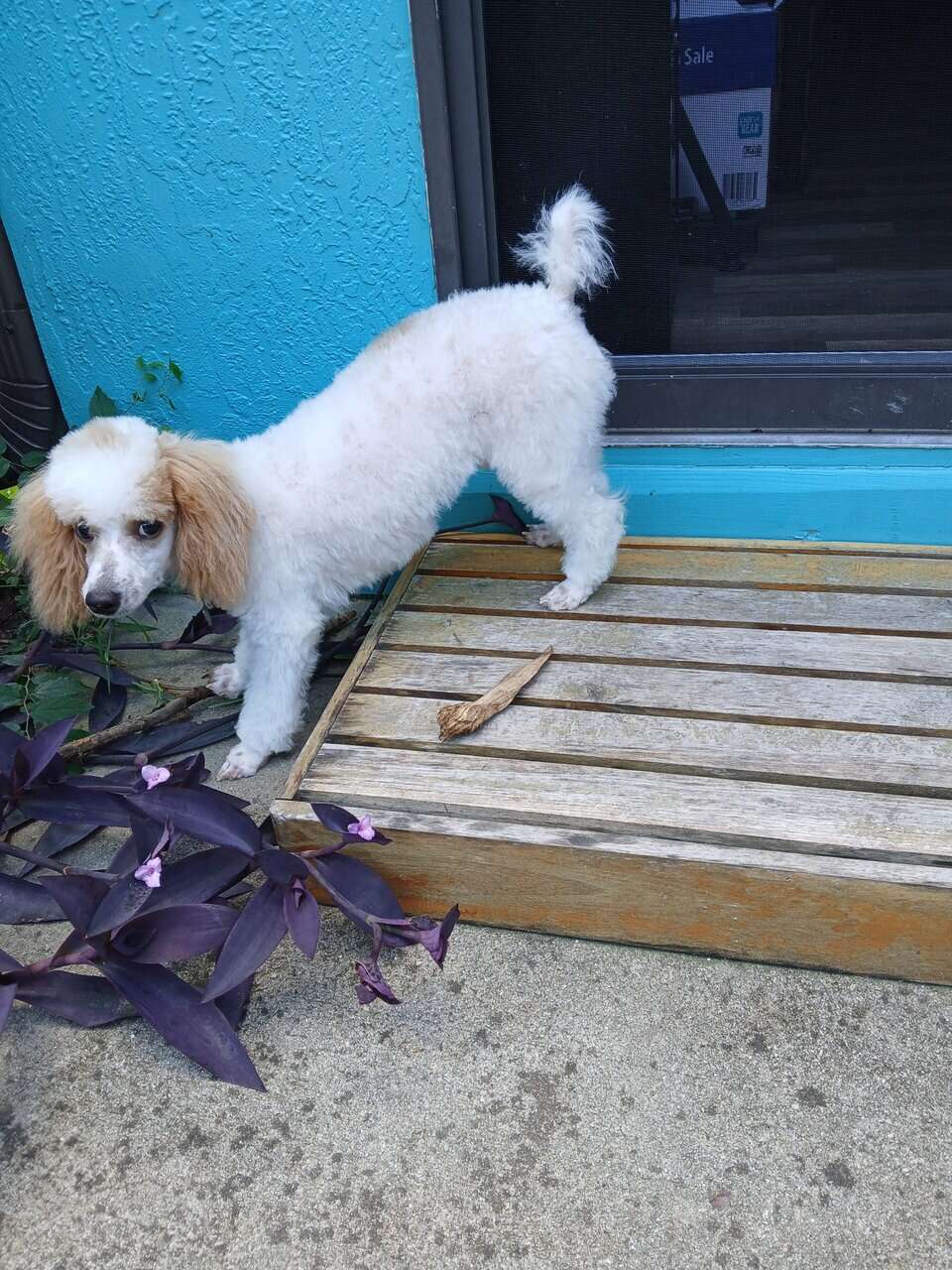 Purebred and registered Toy Poodle for sale image 4
