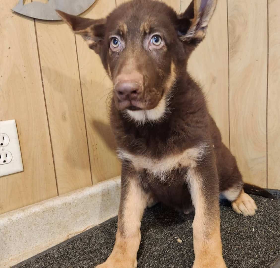 AKC German Shepherd Puppy image 4