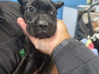 Cane Corse for sale female