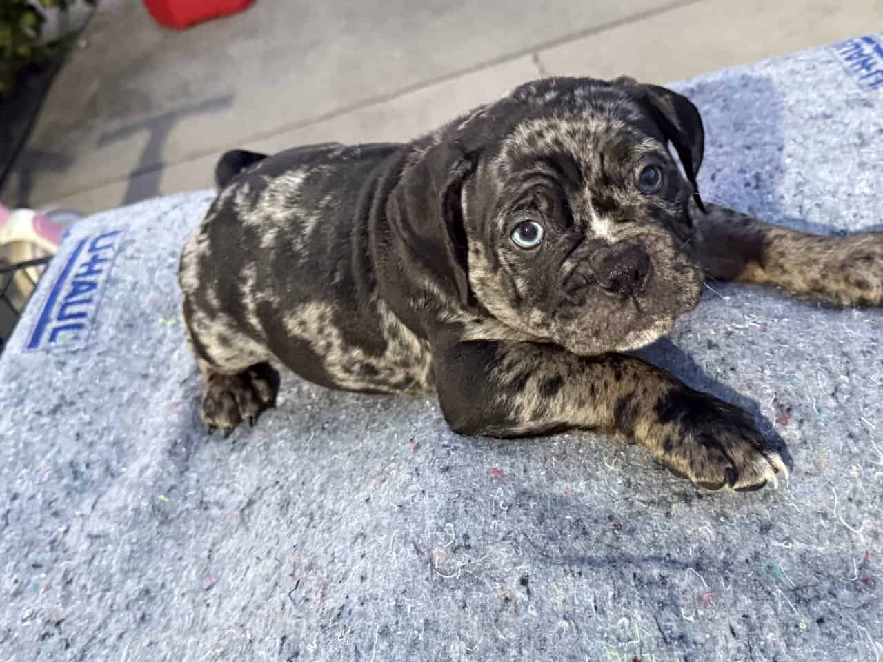 American Bully x English Bulldog Puppies – Unique image 4