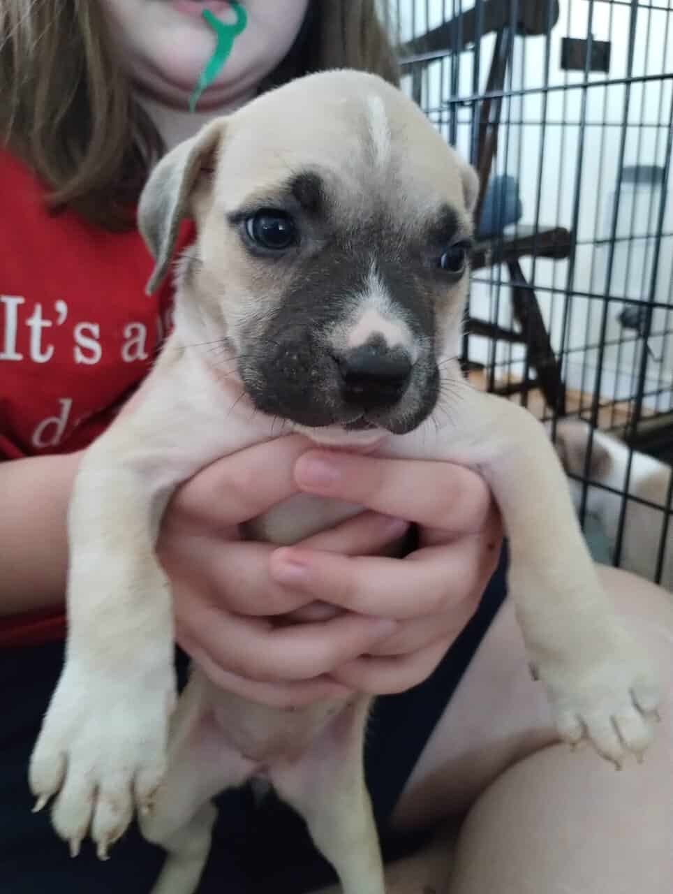 Boerboel/Presa Canario Mix puppies image 13