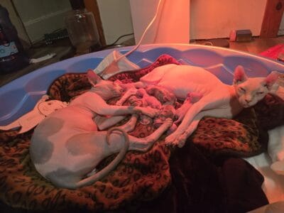 Sphynx kittens