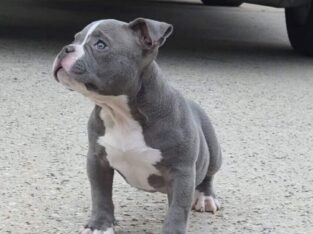 American Bully Male