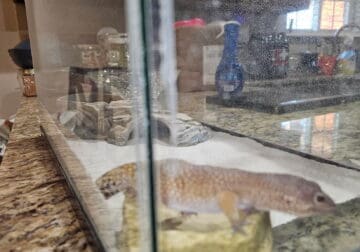 Spirit the leopard gecko